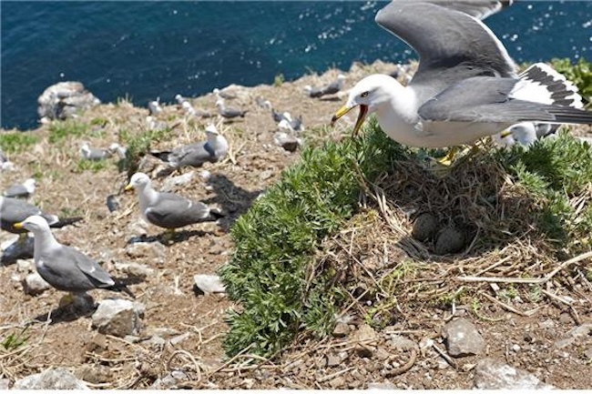 Scientists Discover Microplastics in Dokdo, Ulleungdo Seagull Feathers