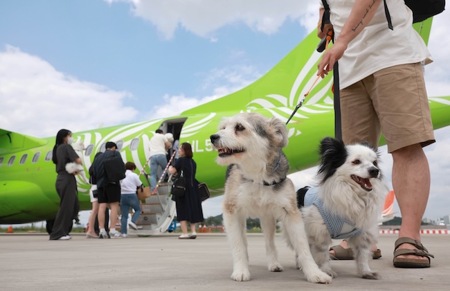The demand for pet-friendly travel continues to increase rapidly, with a cumulative total of 87,624 pets transported on domestic flights in the first three quarters of this year. (Image courtesy of Yonhap)