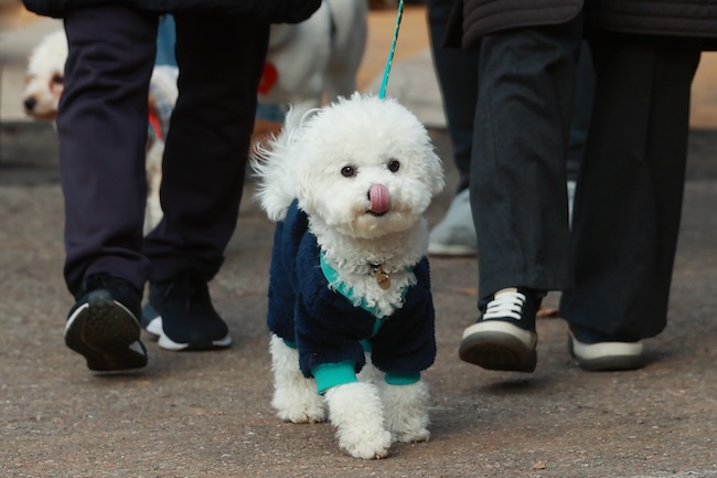 In a growing trend fueled by an increase in sightings of bedbugs across the country, pet owners in South Korea are taking unprecedented measures to protect their furry friends. (Image courtesy of Yonhap)