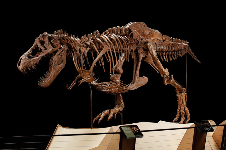 Tyrannosaurus rex fossils are extremely rare, with only about 20 T. rex on display in museums worldwide. These were the first T. rex exhibits in the Southern Hemisphere. 