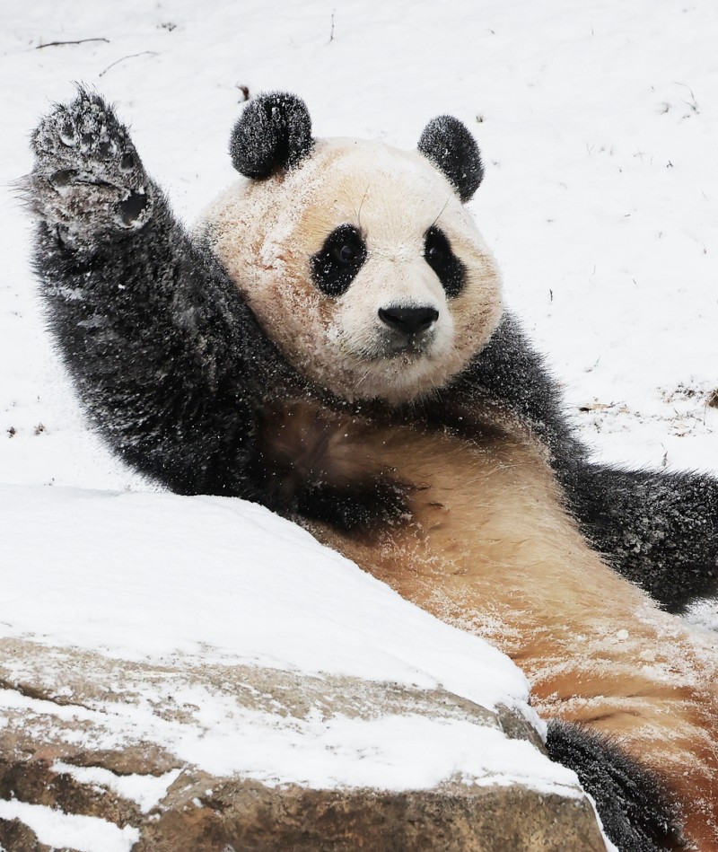 Yongin Everland’s Adorable Giant Panda, Fu Bao, Delights in Final Winter Festivities Before Departing to China for Breeding
