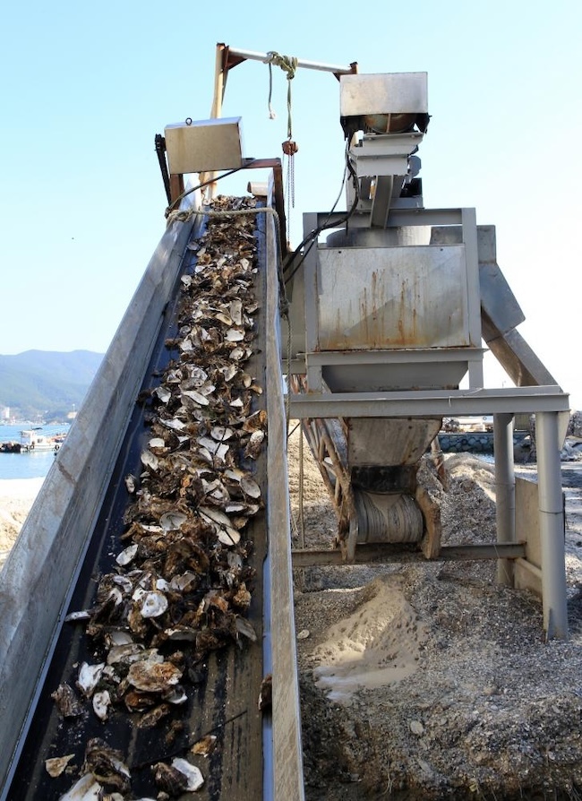 In Tongyeong, Gyeongnam, a city known for its pristine oyster production, oysters play a crucial role in the local economy. However, dealing with oyster shells, essential for extracting and separating oyster kernels, poses a significant challenge. The more efficiently the machines work to separate the oyster kernels and shells, the more oyster shells accumulate in the nearby yard. (Image courtesy of Yonhap) 
