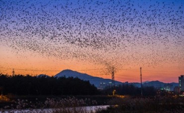 Ulsan Unveils Daily Rook Choreography Spectacle: A Grand Ecotourism Experience along the Taehwa River