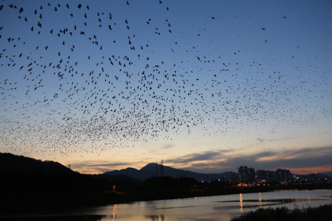 ulsan migratory raven choreography_group dance at Taehwa river 23