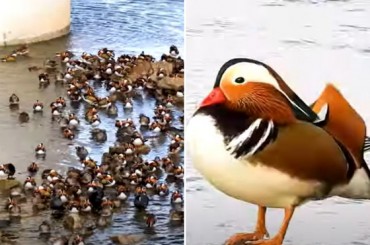 Rare Gathering of Mandarin Ducks Spotted Near Seoul’s Jungnangcheon Stream