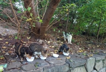 Tragic Poisoning Claims Lives of Stray Cats in Seoul’s Dream Forest