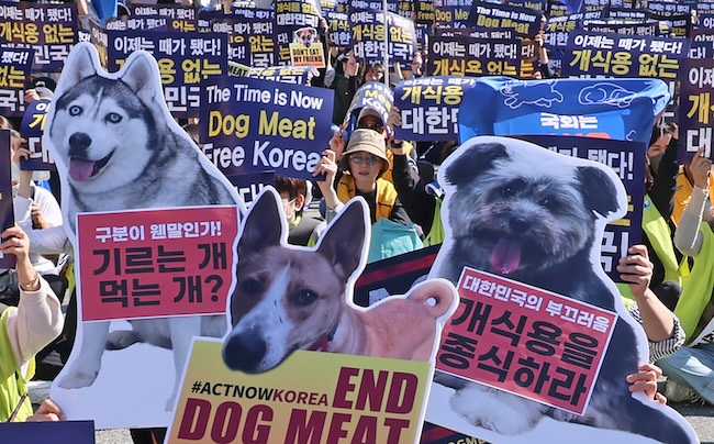 South Korea to End Dog Meat Consumption: Bosintang, a Centuries-Old Tradition, Faces Ban in 2027