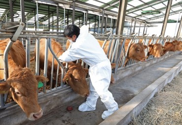 Animal Rights Group Reveals High Suffering Rates in Cattle Euthanized Due to Lumpy Skin Disease