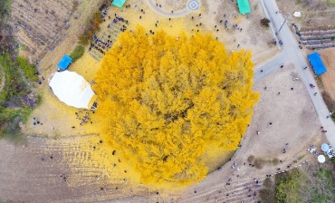 City of Wonju to Install Fire Protection Equipment Around 900-Year-Old Ginkgo Tree