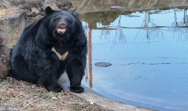 Jeju Welcomes Moon Bears: Rescued Animals Settled and Ready for Public Viewing