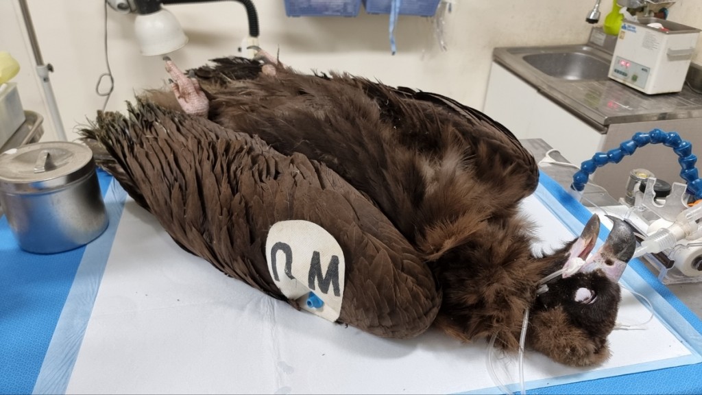 The eagle's ankle was tagged with an identifier from the Denver Zoo, inscribed with a message in English and Mongolian, urging finders to make contact. 