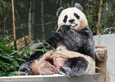 Fu Bao, Everland’s Beloved Giant Panda, Set to Return to China in Early April
