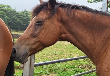 Jeju Island Announces Major Investment in Horse Industry Amidst Growing Concerns for Retired Racehorse Welfare