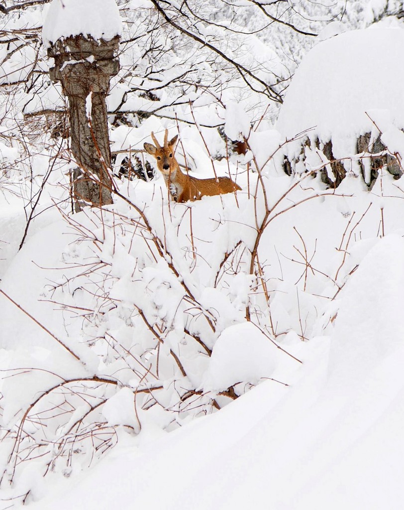  After four days of relentless snowfall in Goseong-gun, Gangwon-do, a water deer emerges to forage for food on February 23rd. (The image provided by Goseong-gun)