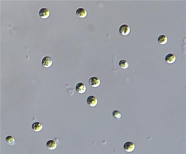 Freshwater Microalgae Chlorella Sorokiniana Shows Potential in Inhibiting Liver Cancer Growth