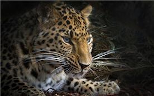Seoul Grand Park Welcomes Endangered Amur Leopard from the UK