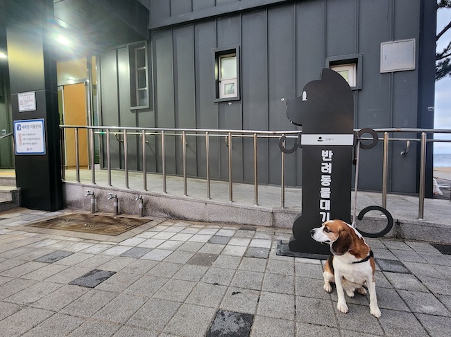 Gangneung Introduces Pet Waiting Areas at Public Restrooms