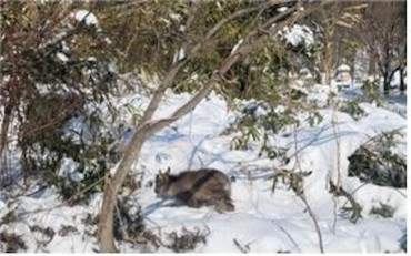 National Park Service Ramps Up Rescue Efforts for Endangered Korean Goral Amid Harsh Winter Conditions