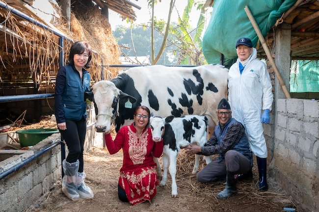 Korean Dairy Cow Gives Birth in Nepal, Marking Milestone in International Agricultural Aid