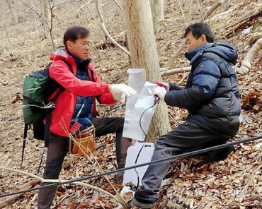 Gorosoe Sap Harvest Begins in Namwon, Amid Concerns Over Reduced Production and Falling Demand