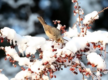Heavy Snow in Gangwon Province Leads to Rare Wildlife Sightings