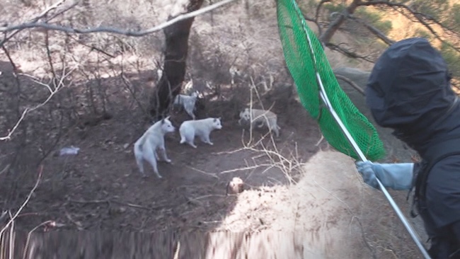 Seoul Launches Campaign to Safely Remove Feral Dogs from Urban Mountainous Areas