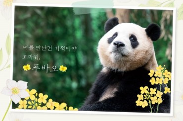 Panda Craze Sweeps Nation as Fubao Bids Farewell to South Korea