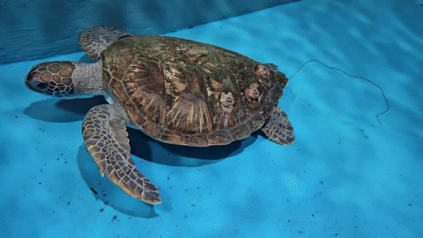 Green Sea Turtle’s Death on Jeju Island Exposes Deadly Ocean Trash Crisis
