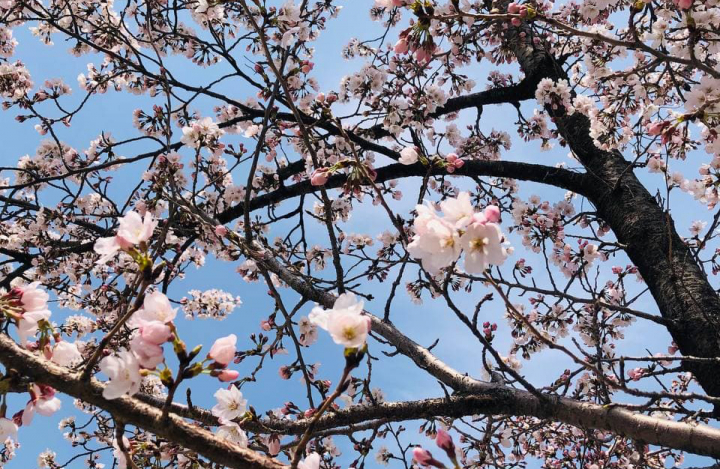 Sokcho Bids Farewell to Sangdomun Cherry Blossom Festival Amid Aging Community Challenges