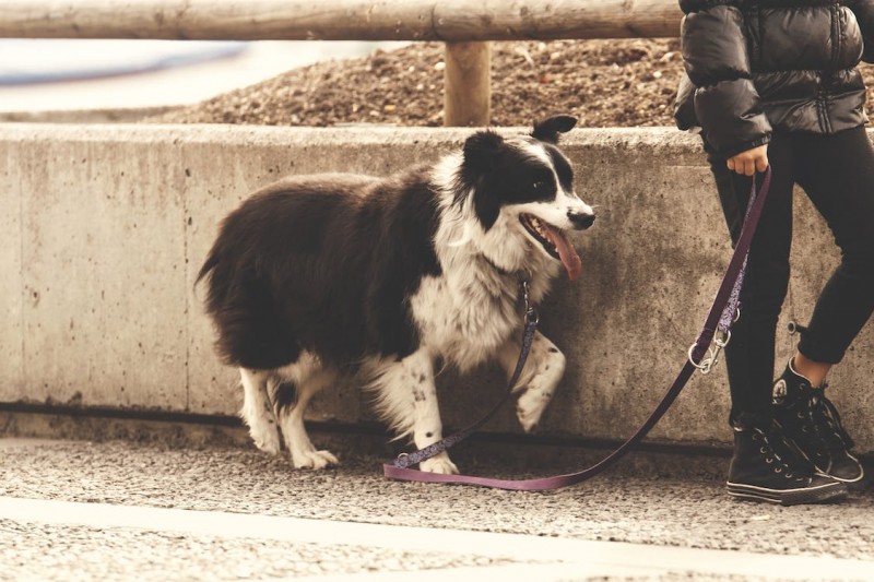 Pet Walking Bans in Apartment Complexes Spark Resident Debates in Seoul