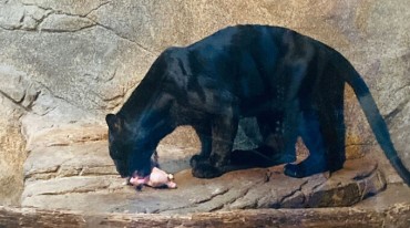 Recent Deaths at Bugyeong Zoo Spark Calls for Immediate Action to Protect Remaining Animals