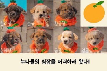 After Innovative ‘Idol’ Campaign, All 18 Rescue Dogs From Jeju Find Permanent Homes