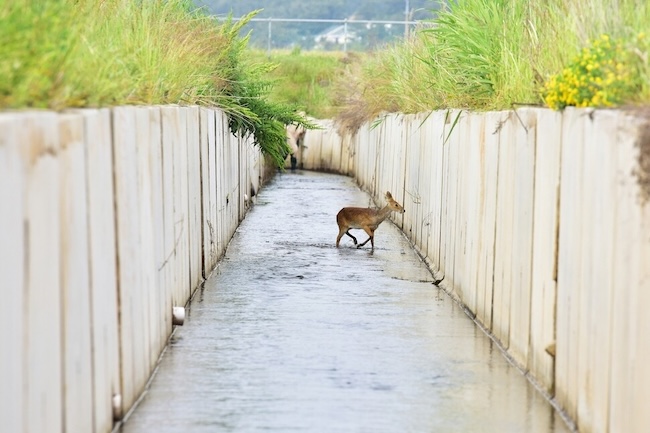 Wildlife in Peril: Concrete Canals Become Death Traps Despite New Safety Laws