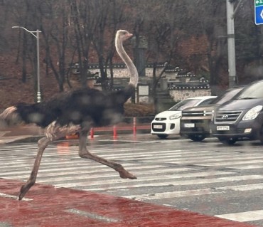 Wandering Ostrich in South Korea Had Recently Lost Its Mate