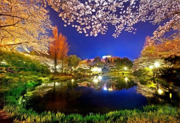 Cherry Blossoms by Night: Gyeongju’s Gyerim Forest Tops Destinations for Evening Viewers