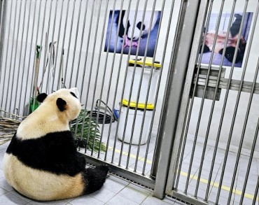 Concerns Raised Over Living Conditions for Popular Panda Ahead of Return to China