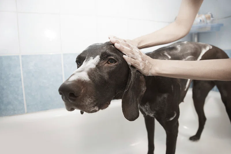 Taean County Unveils Self-Service Dog Wash Facility, Boosting Pet-Friendly Tourism and Senior Employment