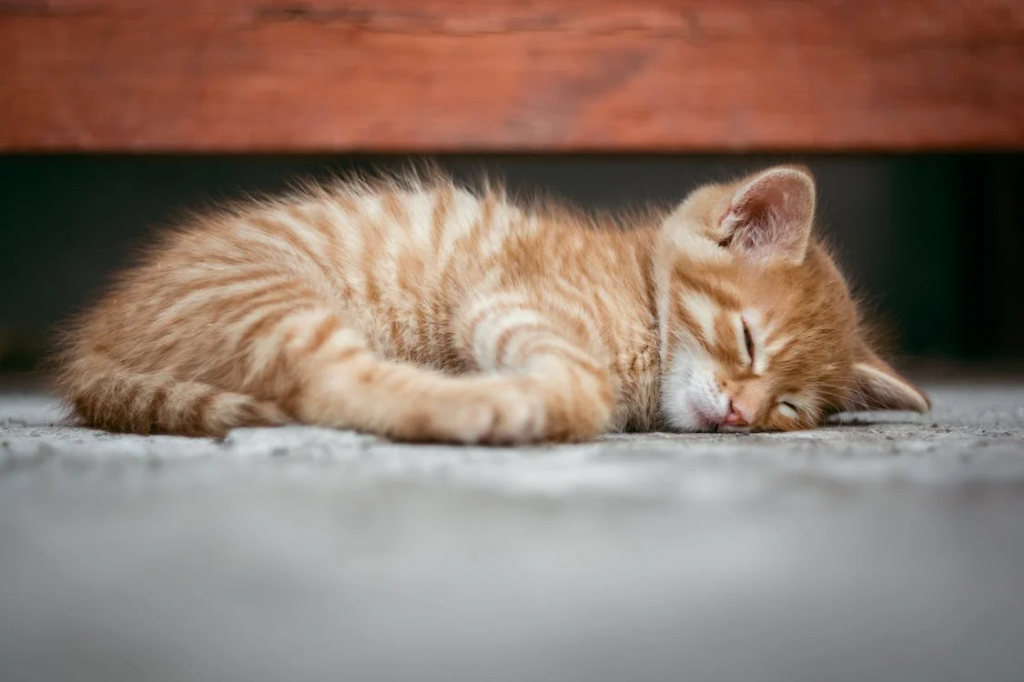 The decline in the number of kittens is a key factor behind the city's confidence in the program's success. Currently, kittens constitute only 5.1% of the stray population, a stark contrast to the 40.1% recorded in 2015. (Image courtesy of Pexels/CCL)