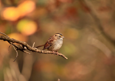City of Ulsan Launches Birdwatching Bus Tours to Celebrate World Sparrow Day