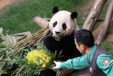 Everland’s Panda Pavilion Swamped as Fans Bid Farewell to Fu Bao Ahead of China Return