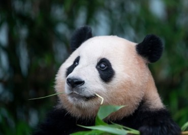 Seoul Residents Petition to Bring Back Giant Panda After Its Return to China