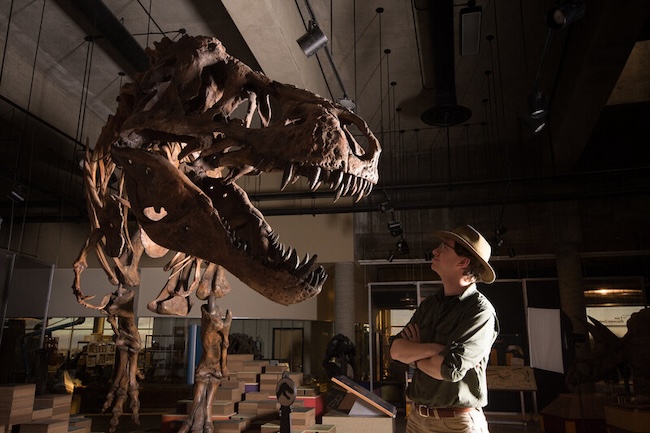 Scotty the T-Rex, the World’s Largest Tyrannosaurus, Makes Its Debut in South Korea