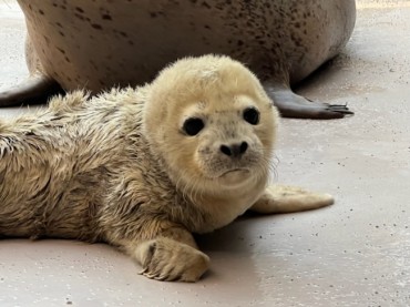 New Spotted Seal Pup Born at Seoul Grand Park