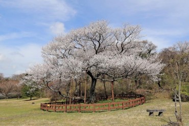 Seoul Witnesses First Blossoming Cherry Blossoms of the Season