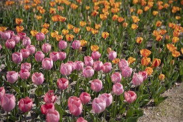 Seoul Botanic Park Captivates Visitors with Vibrant Tulips and Daffodils