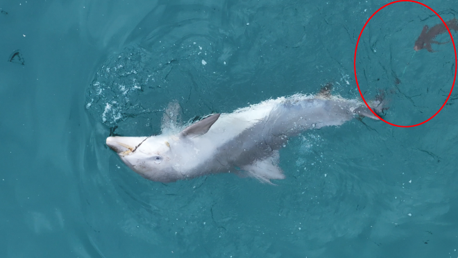 Rescuers in South Korea Mobilize to Save Entangled Dolphin Calf
