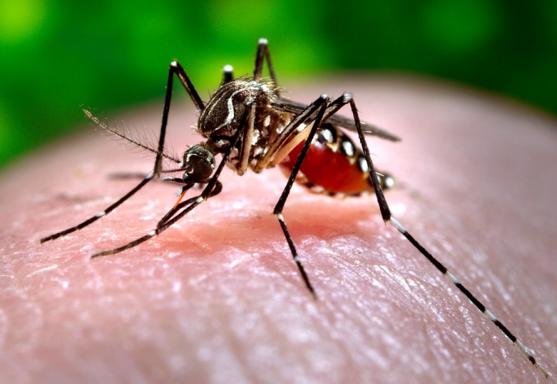 Warmer Temperatures Bring Earlier Mosquito Season to South Korea, Raising Disease Concerns