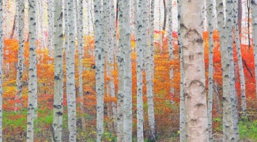 Iconic Birch Forest in Inje Gaining Wood Culture Experience Center