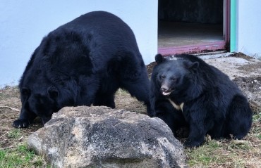 South Korea to Discuss Plans for Phasing Out Bear Farming and Bile Extraction