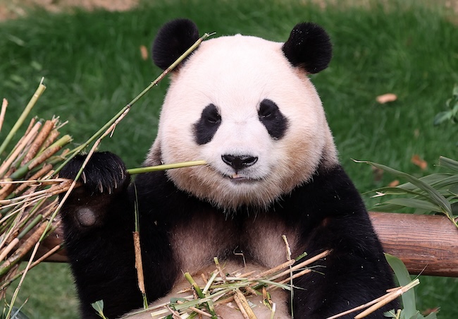 China Rebuts Concerns Over Treatment of Giant Panda From South Korea